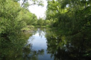 Biotop bei Taubergießen nähe Europapark